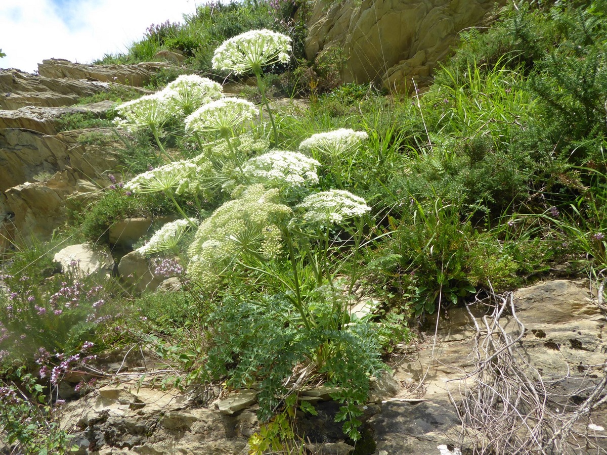 Libanotis pyrenaica subsp. pyrenaica var. libanotis (Apiaceae)